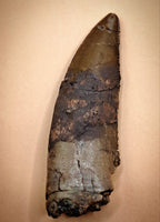 Megalosaurid (Torvosaurus?) Tooth from the Morrison Formation
