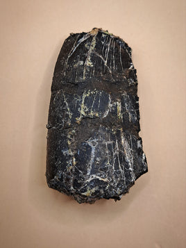 Allosaurus Tooth from the Morrison Formation