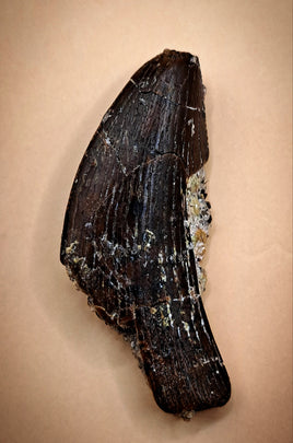 Threropod Tooth from the Morrison Formation