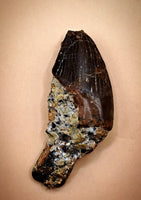 Threropod Tooth from the Morrison Formation