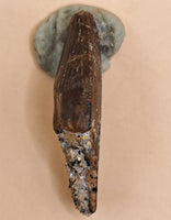 Threropod Tooth from the Morrison Formation