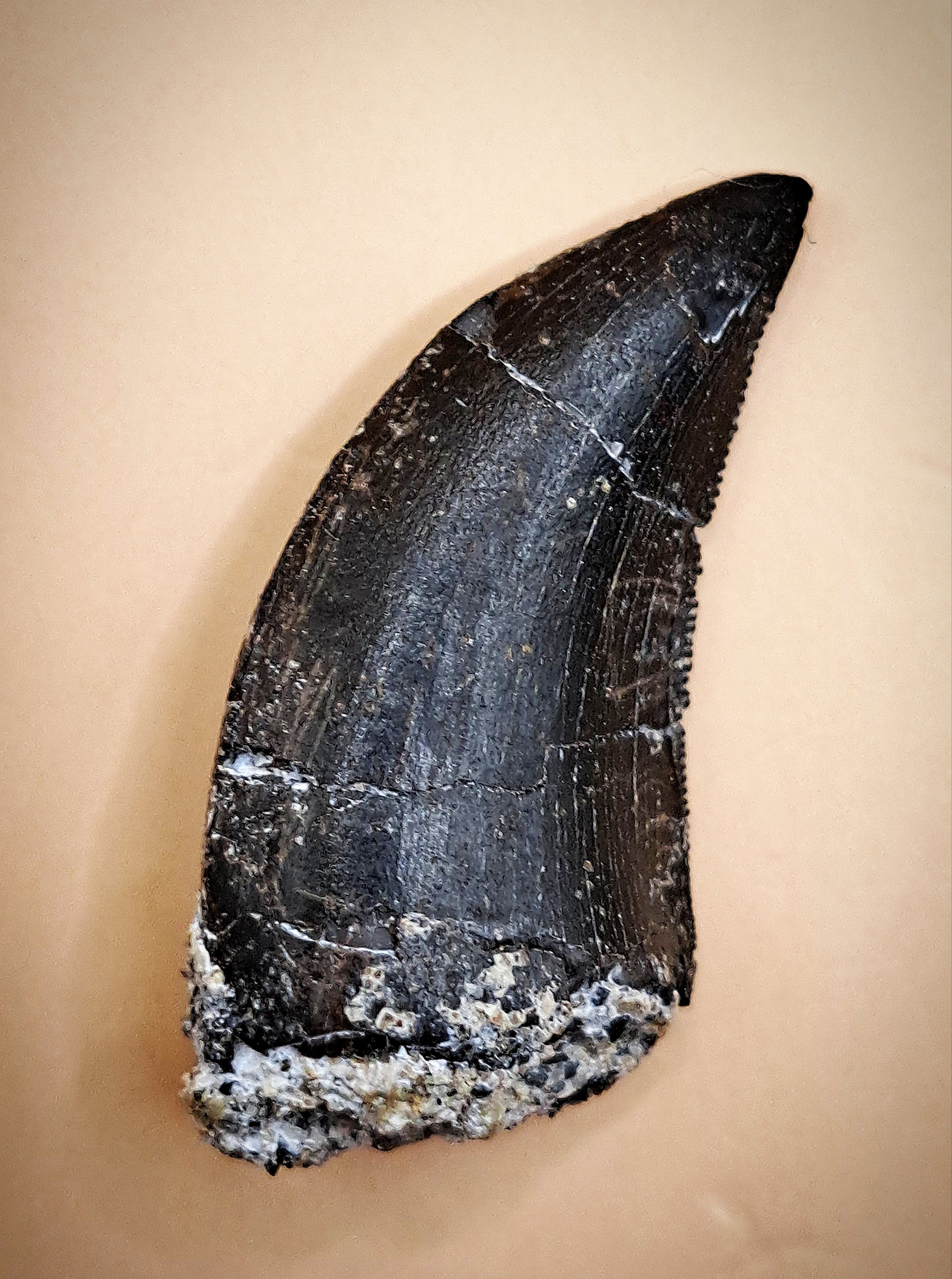 Allosaurus Tooth from the Morrison Formation| The Daily Rex