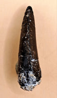 Allosaurus Tooth from the Morrison Formation