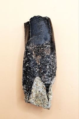 Rooted Allosaurus Tooth from the Morrison Formation
