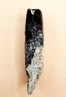 Rooted Allosaurus Tooth from the Morrison Formation