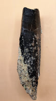 Rooted Allosaurus Tooth from the Morrison Formation
