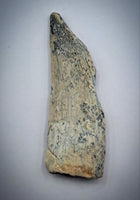 Theropod Tooth, Elrhaz Formation