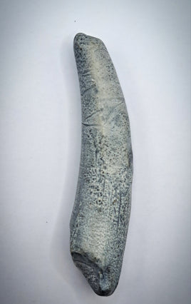 Pterosaur Tooth, Elrhaz Formation