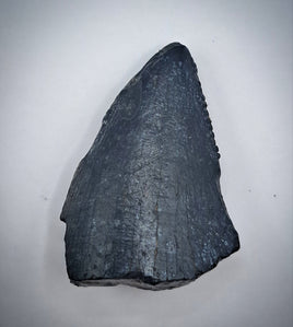 Eocacharia Tooth, Elrhaz Formation