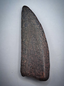 Kryptops Tooth, Elrhaz Formation