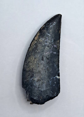 Kryptops Tooth, Elrhaz Formation