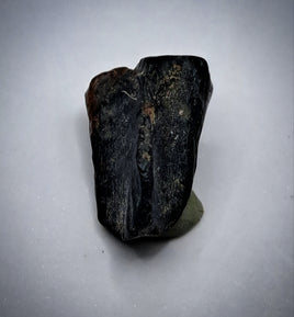 Hadrosauridae Tooth, Aguja Formation, Texas