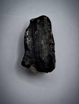 Hadrosauridae Tooth, Aguja Formation, Texas
