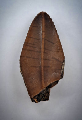 Hadrosauridae Tooth, Aguja Formation, Texas