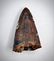 Deinosuchus (Crocodile) Tooth from Texas