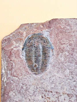 Bolaspidella Trilobite, Utah