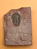 Bolaspidella Trilobite, Utah