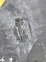 Asaphiscus Trilobite, Utah