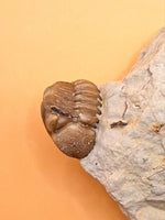 Kainops Trilobite, Oklahoma