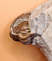 Kainops Trilobite, Oklahoma