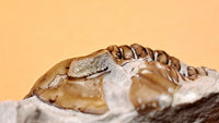 Huntonia Trilobite, Oklahoma