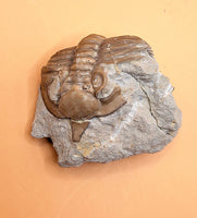 Huntonia Trilobite, Oklahoma