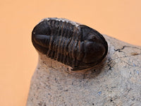 Gerastos Trilobite, Morocco