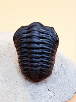 Reedops Trilobite, Morocco