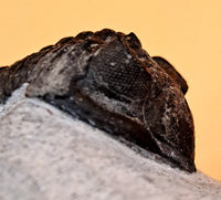 Hollardops Trilobite, Morocco