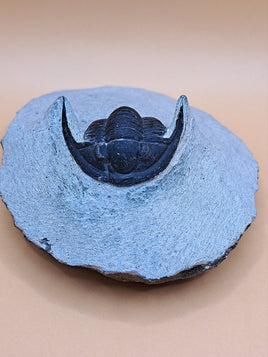 Cornuproteus Trilobite, Morocco