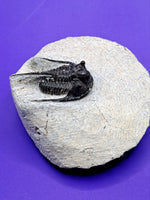 Cyphaspis Trilobite, Morocco