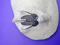 Cyphaspis Trilobite, Morocco