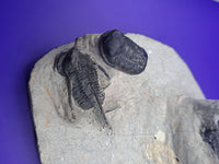 Multiple Cyphaspis Trilobites with a Flying Gerastos Trilobite, Morocco