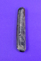 Nigersaurus Tooth, Sauropod