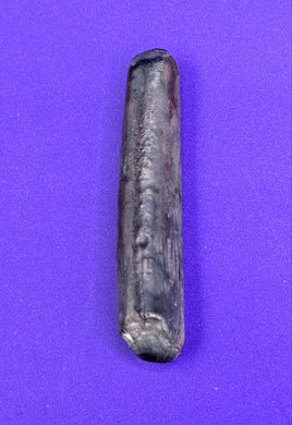 Nigersaurus Tooth, Sauropod