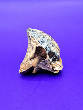 Huge Triceratops Tooth