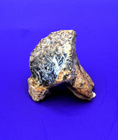 Huge Triceratops Tooth