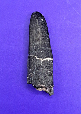 Diplodocus Tooth, Morrison Formation