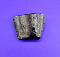 Ouranosaurus Tooth