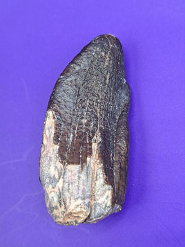 Brachiosaurid? Tooth, Mid Jurassic of Africa