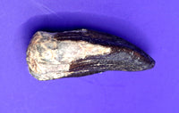 Brachiosaurid? Tooth, Mid Jurassic of Africa