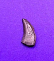 Acheroaptor Tooth, Hell Creek Formation