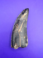 Huge Afrovenator Tooth, Mid Jurassic of Africa