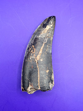 Huge Afrovenator Tooth, Mid Jurassic of Africa