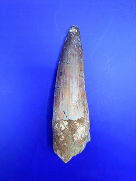 Spinosaurus Tooth