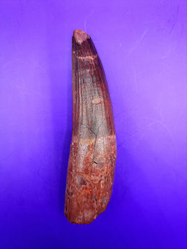 Huge Spinosaurus Tooth