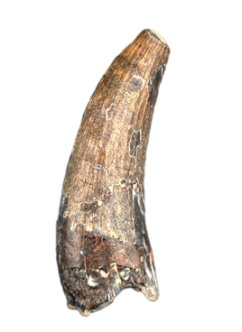 Suchomimus Tooth