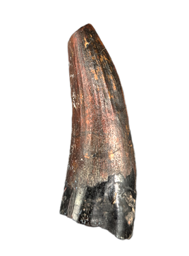 Suchomimus Tooth