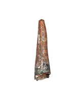 Suchomimus Tooth