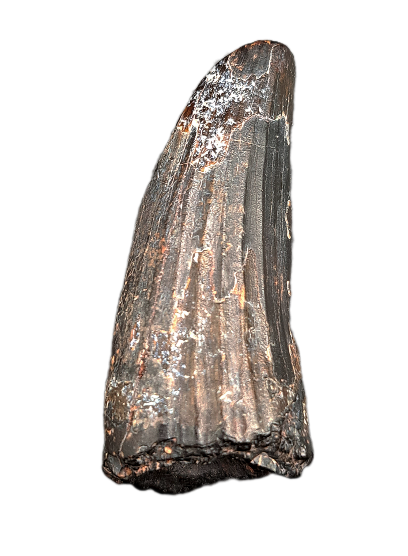 Suchomimus Tooth| The Daily Rex